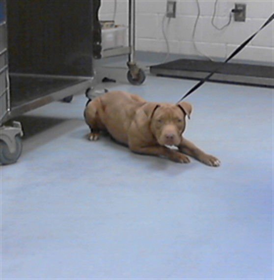 GINA - Pit Bull Terrier available for adoption