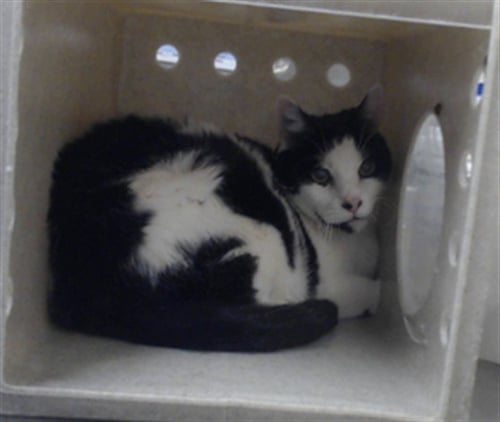PEPPER - Domestic Short Hair for adoption in Fayetteville