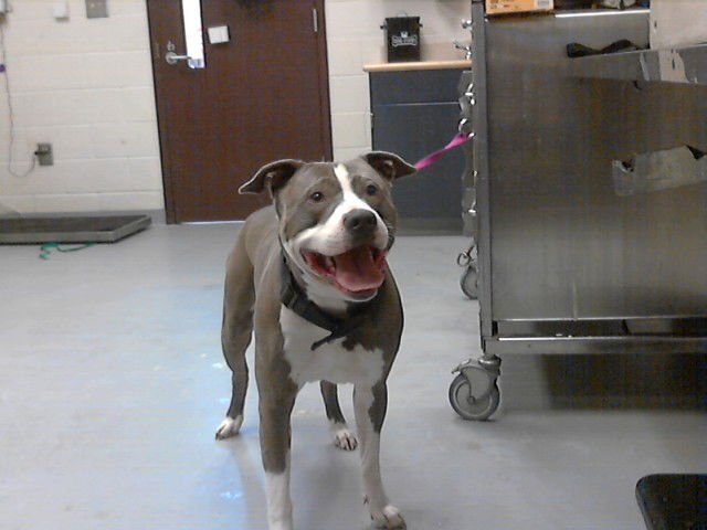 PRINCE - Pit Bull Terrier available for adoption