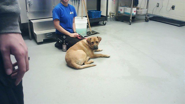 LITTLE GIRL - Black Mouth Cur / Labrador Retriever available for adoption