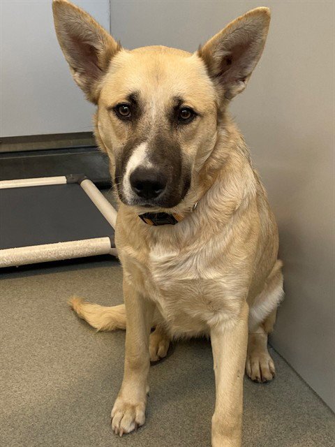 CHEESECAKE - German Shepherd Dog / Pit Bull Terrier available for adoption