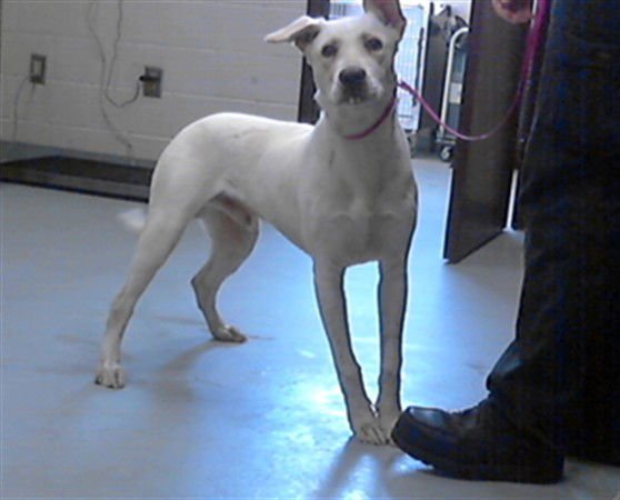 WINSTON - Labrador Retriever available for adoption