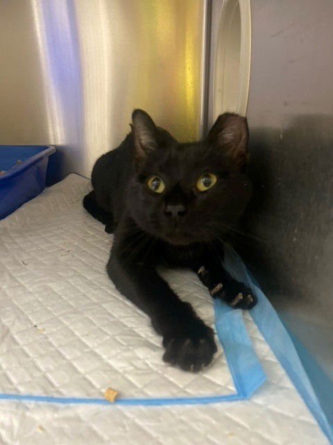 WILLIS - Domestic Short Hair available for adoption