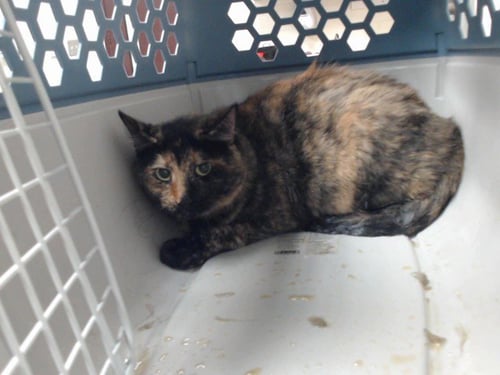 JULIA - Domestic Short Hair available for adoption