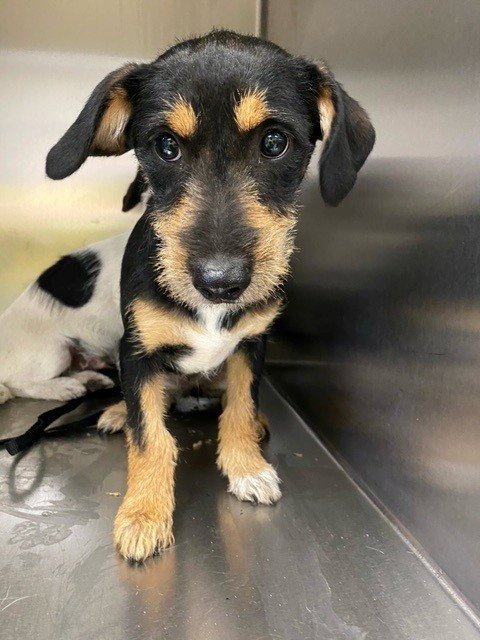 SEFF - Norfolk Terrier available for adoption