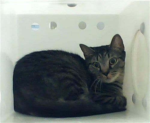 A430837 - Domestic Short Hair available for adoption