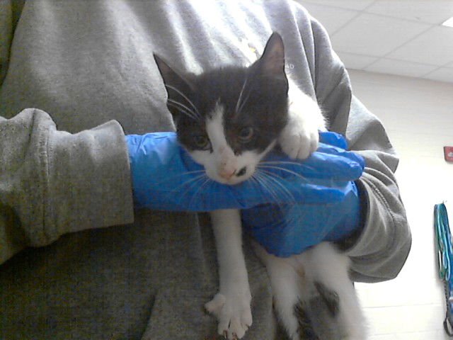 ADIOS - Domestic Short Hair available for adoption