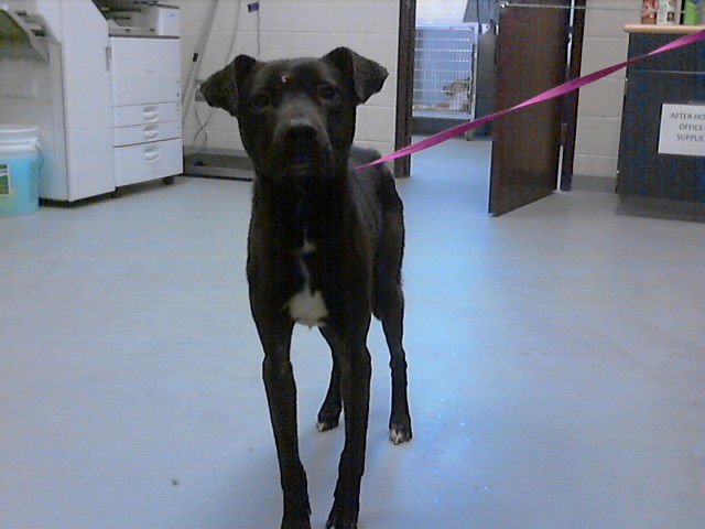 LEO - Labrador Retriever available for adoption