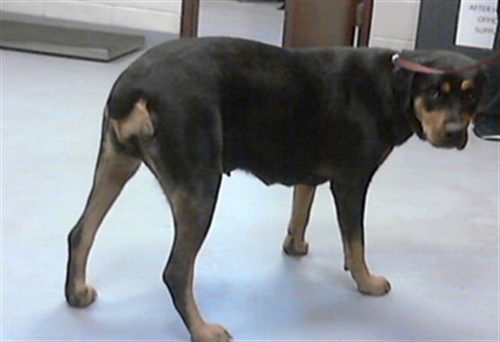 GRACIE - Rottweiler available for adoption