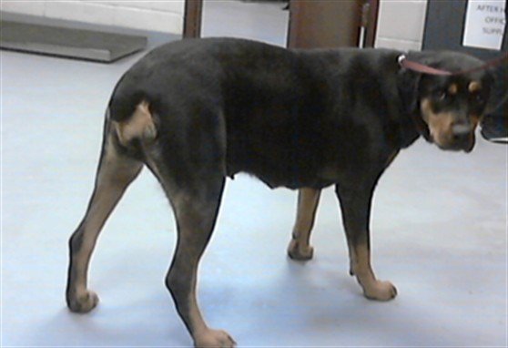 GRACIE Image