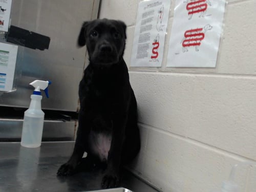 LEA - Pit Bull Terrier / Labrador Retriever for adoption in Fayetteville
