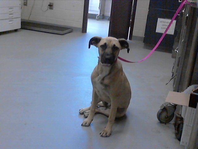 PRINCESS GLITTER - Labrador Retriever available for adoption