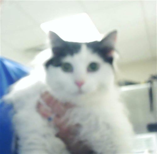 SUGAR - Domestic Long Hair available for adoption