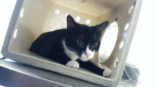 OLIVE - Domestic Short Hair available for adoption