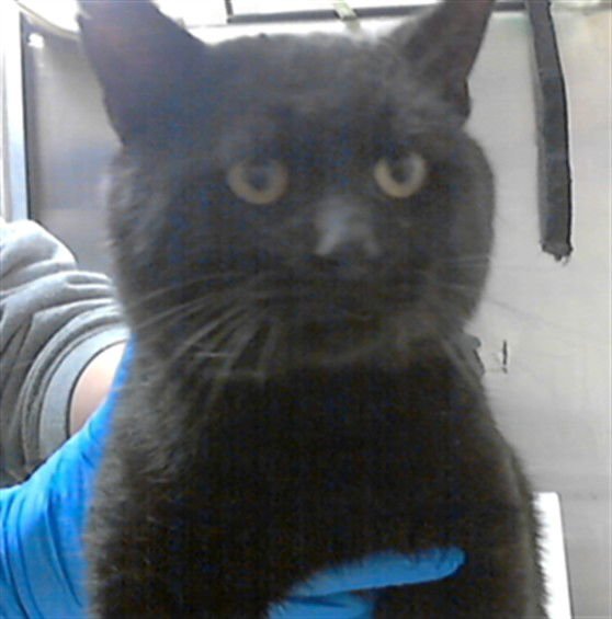 SIR MICHAEL - Domestic Short Hair available for adoption