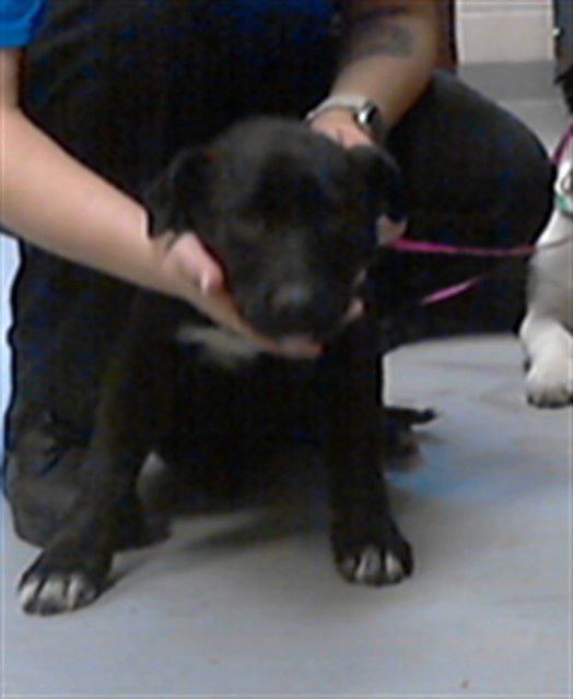 GIDLEY - Labrador Retriever available for adoption
