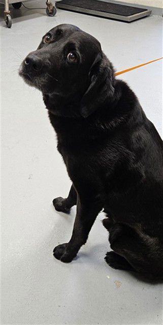 VALENTINO - Labrador Retriever available for adoption