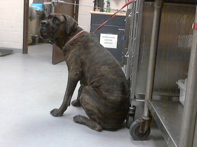 ARYA - Cane Corso Mastiff available for adoption