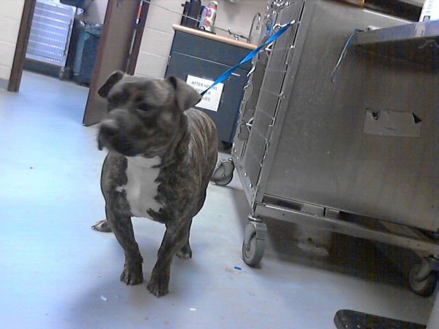 KIRK - Pit Bull Terrier available for adoption