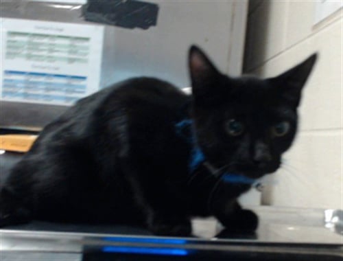BIG CHUNGUS - Domestic Short Hair available for adoption