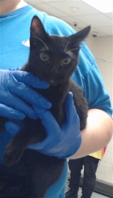 A433729 - Domestic Short Hair available for adoption