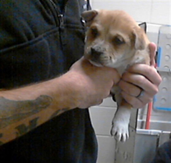 TIPPER - Pit Bull Terrier available for adoption