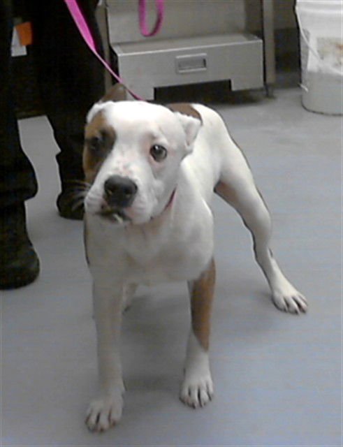 TIMMY - Pit Bull Terrier available for adoption