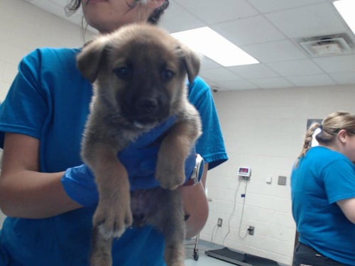 A434587 - German Shepherd Dog available for adoption