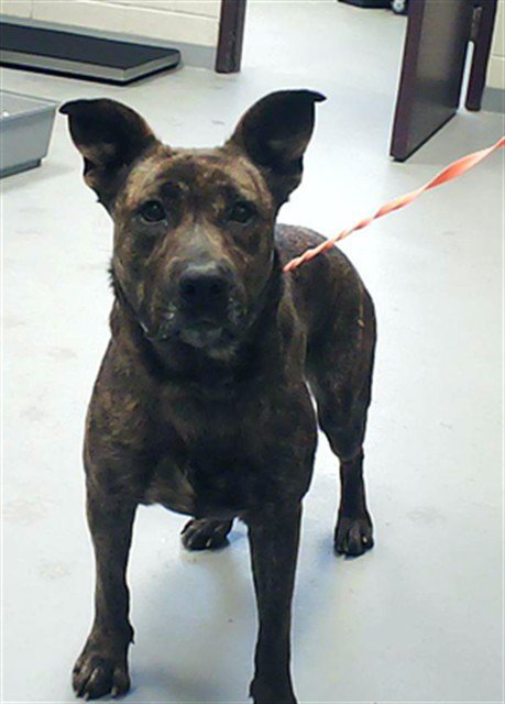 ABBY Image