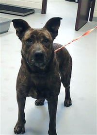 ABBY - Photo 1