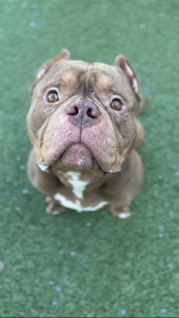 JD - American Bulldog available for adoption