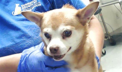CHARLEY - Chihuahua available for adoption