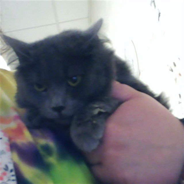 BUTTONS - Domestic Long Hair available for adoption