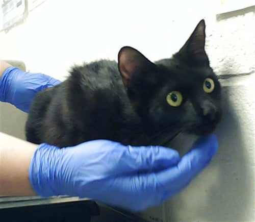 RAVEN - Domestic Short Hair for adoption in Fayetteville