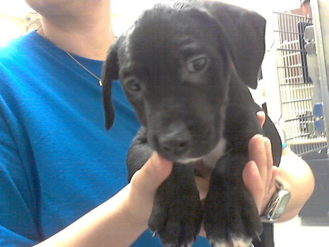 EBONY - Pit Bull Terrier available for adoption