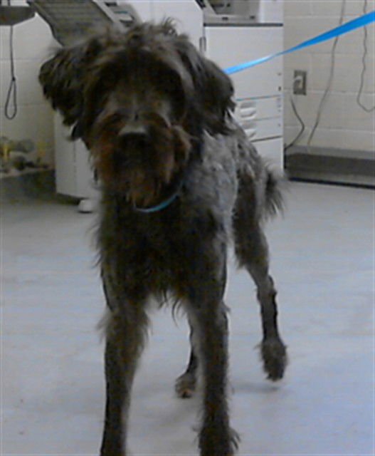 CHARLIE - Labrador Retriever / Poodle (Standard) available for adoption