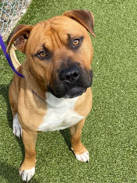TRUCK - Pit Bull Terrier for adoption in Fayetteville