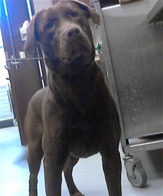 DAFFNEY - Labrador Retriever available for adoption