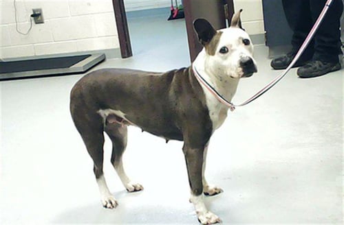 SANAI - Pit Bull Terrier available for adoption