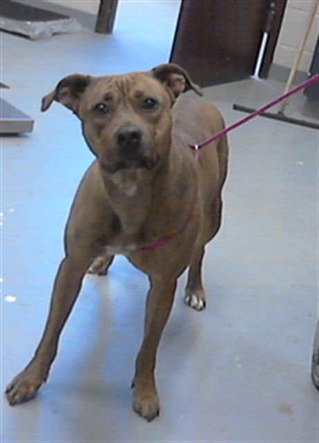 ANGEL - Pit Bull Terrier available for adoption