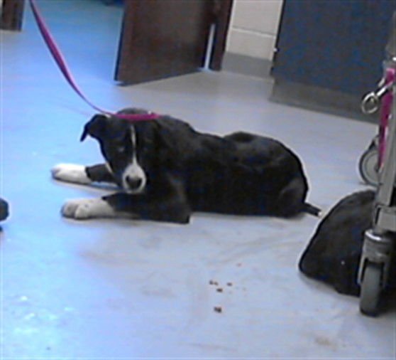 A428006 - Labrador Retriever available for adoption