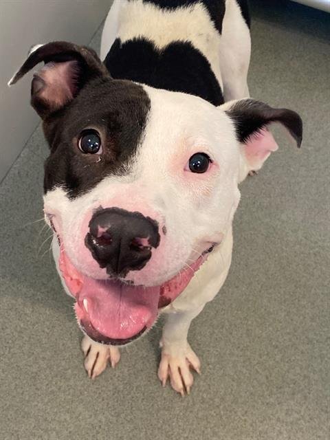 MAN MAN - Pit Bull Terrier available for adoption