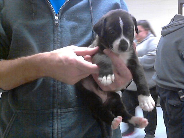 DOLLY PAWTON - Labrador Retriever available for adoption