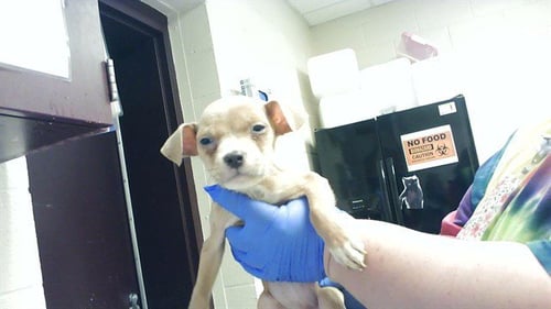 PIP - Pit Bull Terrier available for adoption