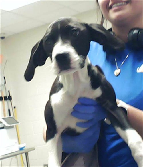 LILY MAY - Pit Bull Terrier / Labrador Retriever for adoption in Fayetteville