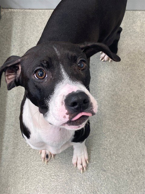 LILY MAY - Pit Bull Terrier / Labrador Retriever for adoption in Fayetteville