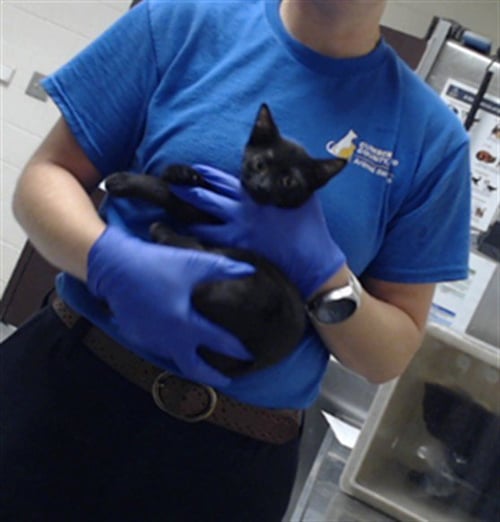 DEAN - Domestic Short Hair for adoption in Fayetteville