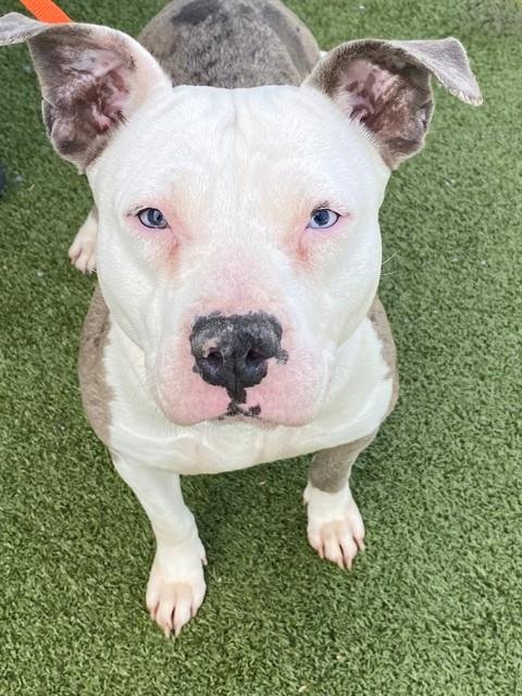 DARLA - Pit Bull Terrier available for adoption