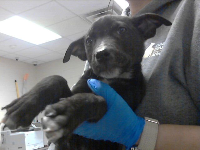 BARNEY - Pit Bull Terrier available for adoption