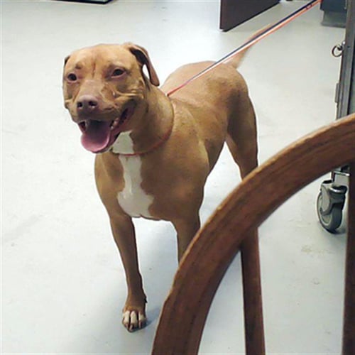 MAIZIE - Pit Bull Terrier / Vizsla available for adoption